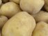 Patate Pasta Gialla